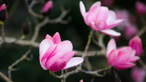 Close up of the magnolia blossom in spring at Bodnant Garden, North Wales